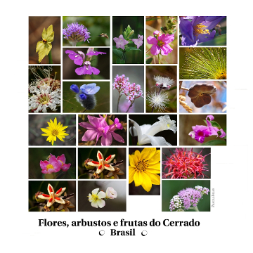 Composições de fotografias - Flores, arbustos e frutos do bioma Cerrado