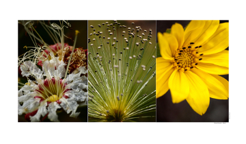 Composições de fotografias - Flores, arbustos e frutos do bioma Cerrado
